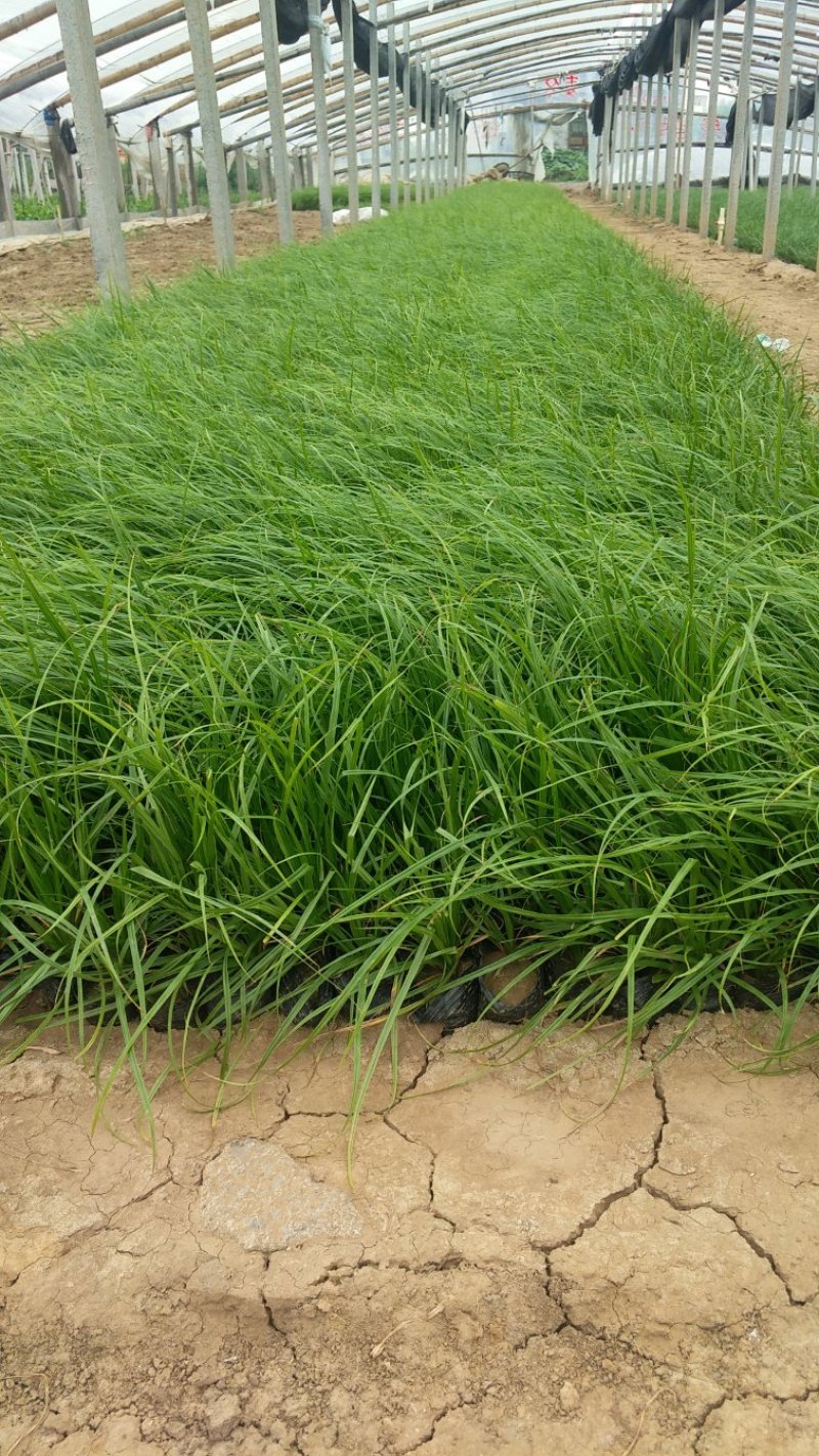 狼尾草基地直供大量有货
