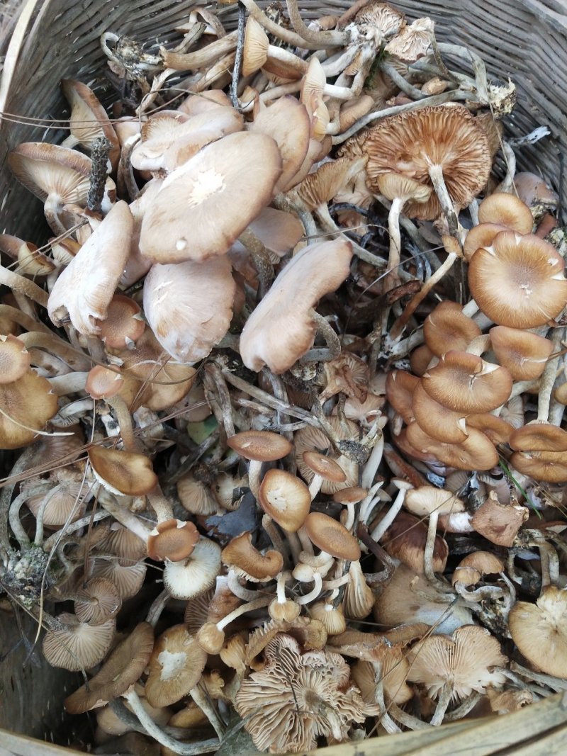树秋菌，上新树秋菌一手货源批发兼零售纯野生干品手慢无