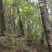 树秋菌，上新树秋菌一手货源批发兼零售纯野生干品手慢无