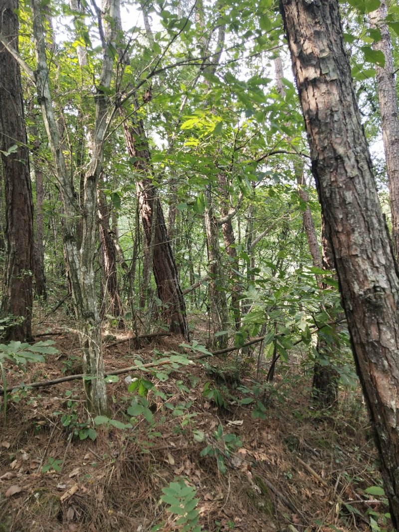 树秋菌，上新树秋菌一手货源批发兼零售纯野生干品手慢无