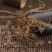 杜衡,道地药材,质优价实,品质保证,药典标准一公斤起批