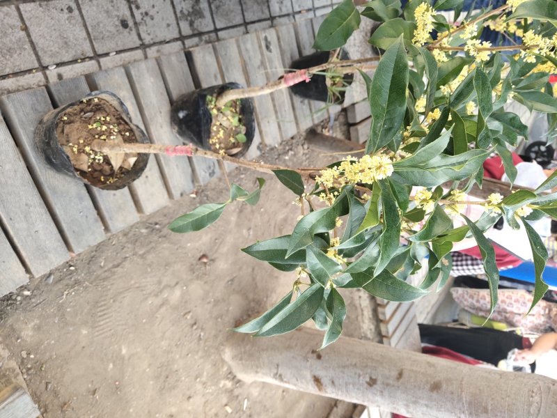 桂花带花蕾带盆发货可以视频看货选货一亩田线上交易