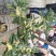 桂花带花蕾带盆发货可以视频看货选货一亩田线上交易