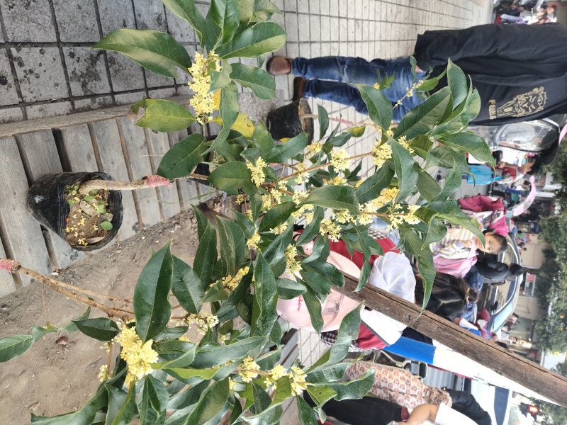 桂花带花蕾带盆发货可以视频看货选货一亩田线上交易