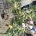 桂花带花蕾带盆发货可以视频看货选货一亩田线上交易