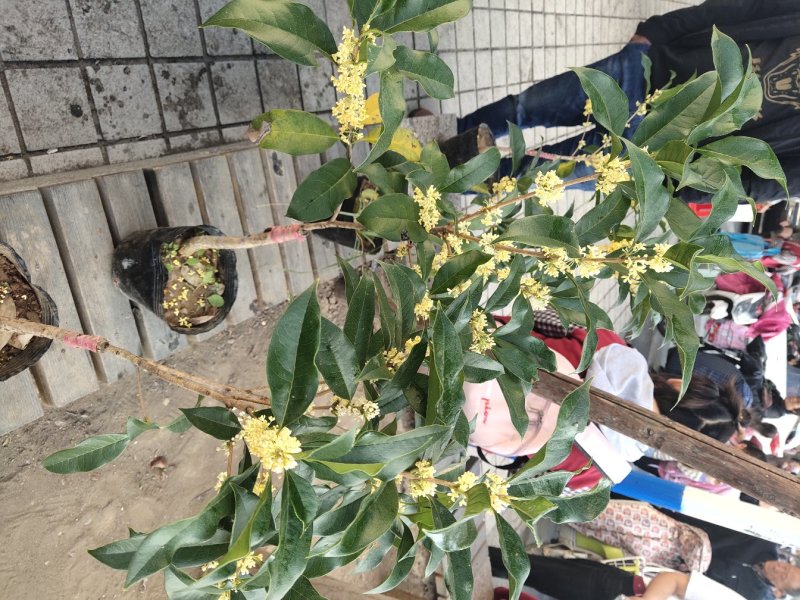 桂花带花蕾带盆发货可以视频看货选货一亩田线上交易
