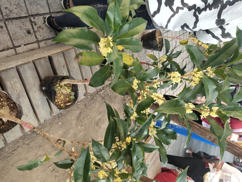 桂花带花蕾带盆发货可以视频看货选货一亩田线上交易
