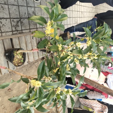 桂花带花蕾带盆发货可以视频看货选货一亩田线上交易
