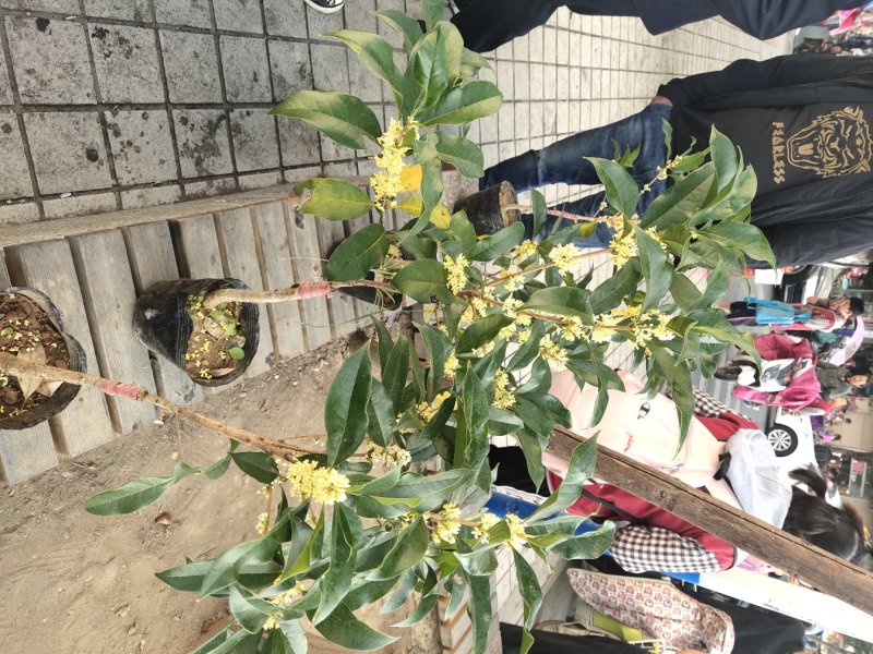 桂花带花蕾带盆发货可以视频看货选货一亩田线上交易