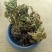 卷柏,产地云南，道地药材，质优价实，品质保证，药典标准
