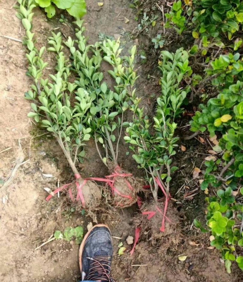 大叶黄杨小叶黄杨金叶女贞篱产地直销可以看货