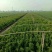 大叶黄杨小叶黄杨金叶女贞篱产地直销可以看货