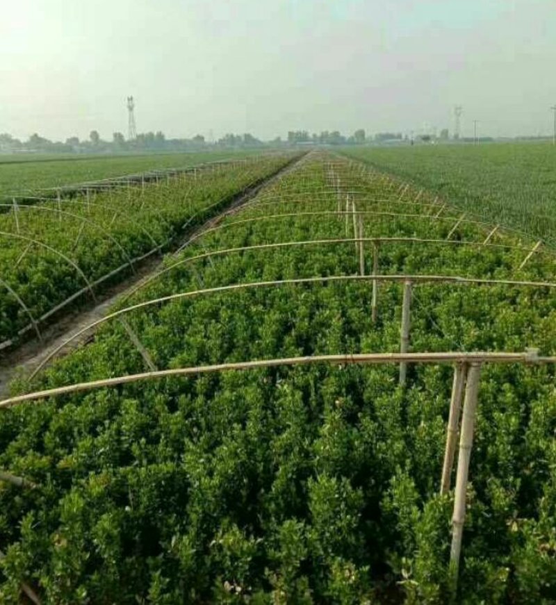 大叶黄杨小叶黄杨金叶女贞篱产地直销可以看货