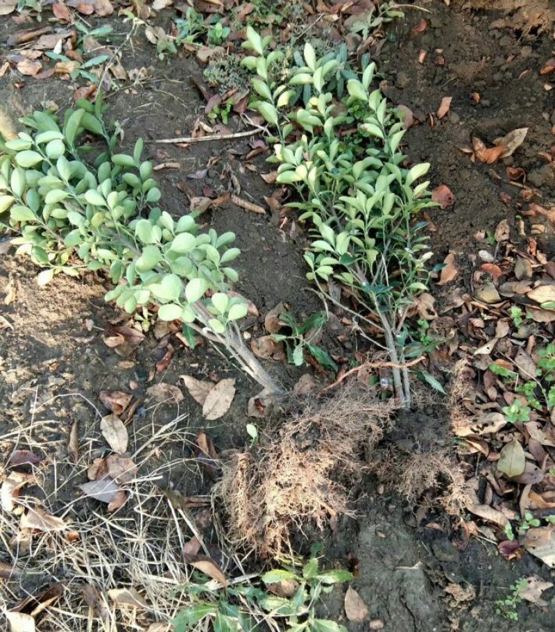 大叶黄杨小叶黄杨金叶女贞篱产地直销可以看货