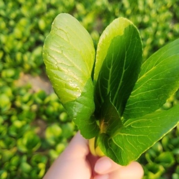 精品小棵青菜，