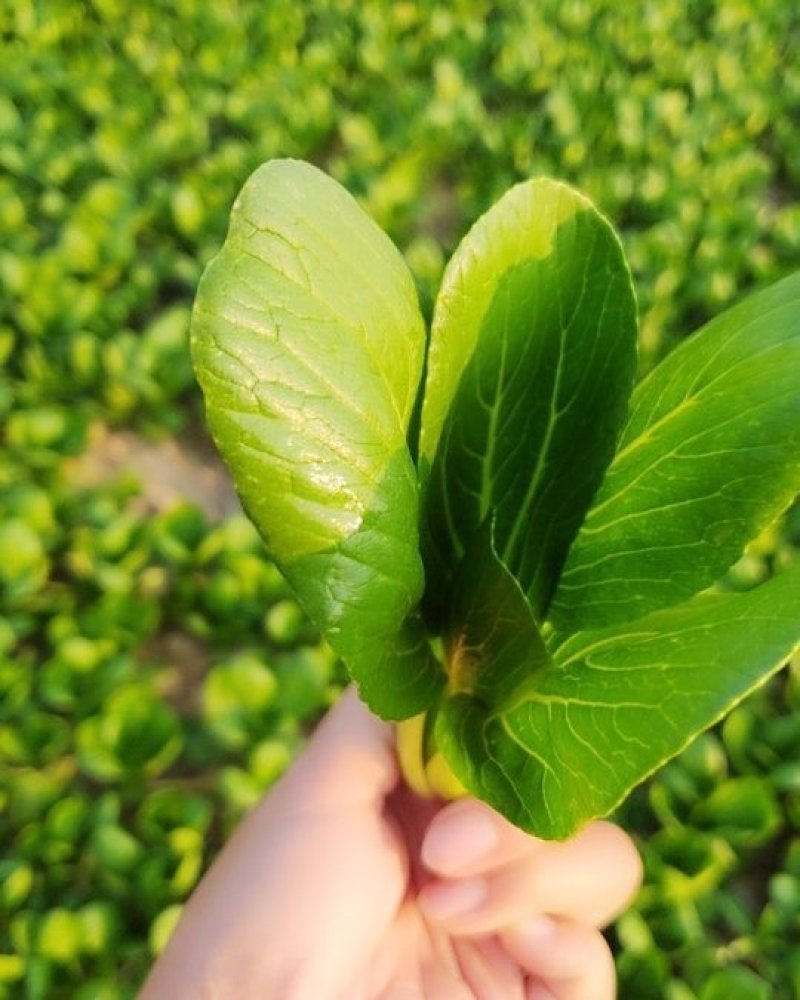 精品小棵青菜，