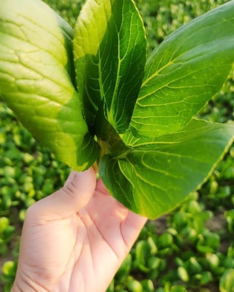 精品小棵青菜，