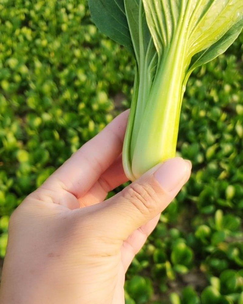 精品小棵青菜，