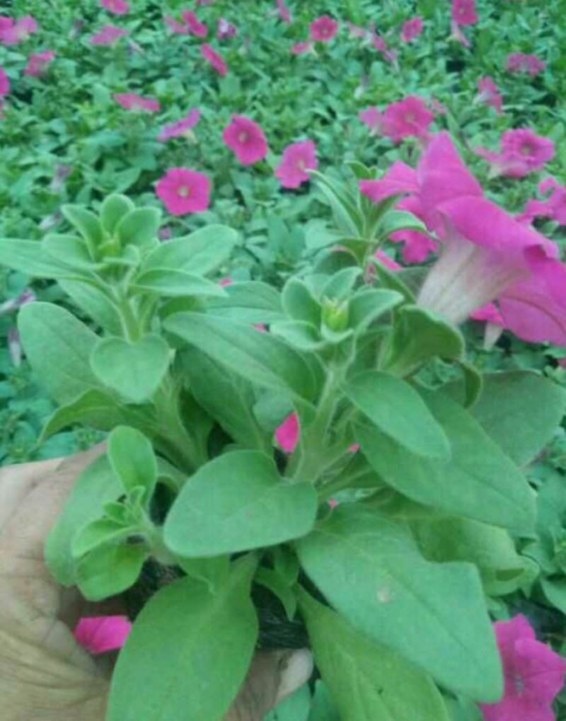 矮牵牛牵牛花杯苗产地直销可以看货