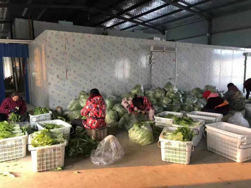 红菜苔白菜苔春菜苔批发可实地考察，欢迎老板咨詢