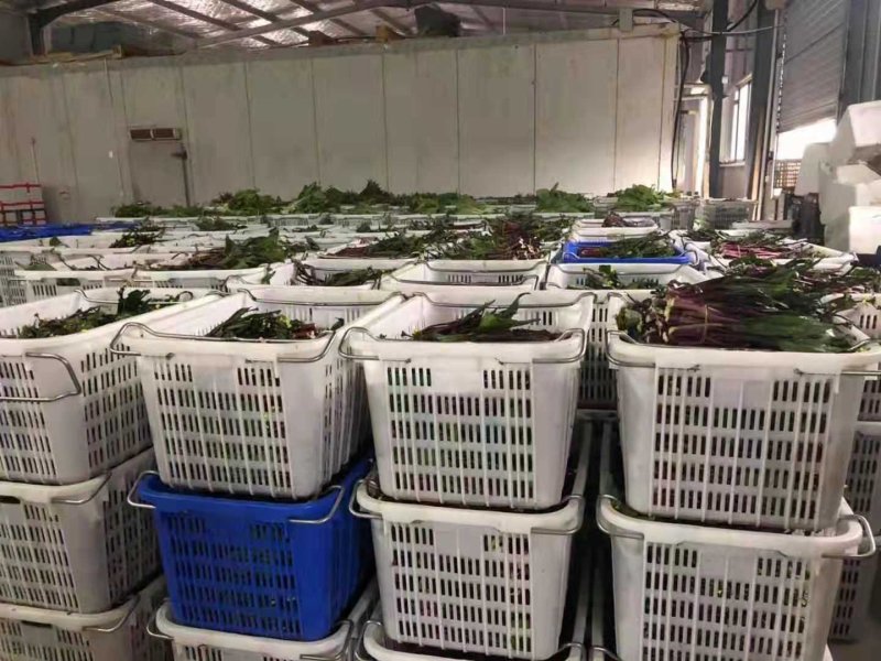 红菜苔白菜苔春菜苔批发可实地考察，欢迎老板咨詢