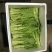 红菜苔白菜苔春菜苔批发可实地考察，欢迎老板咨詢