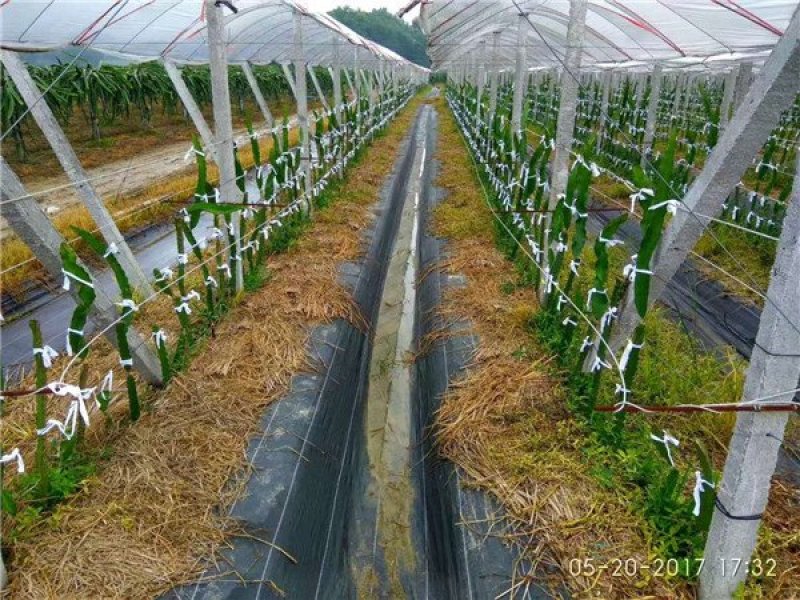 专业搭建黑老虎，八月瓜，水果蔬菜棚架………