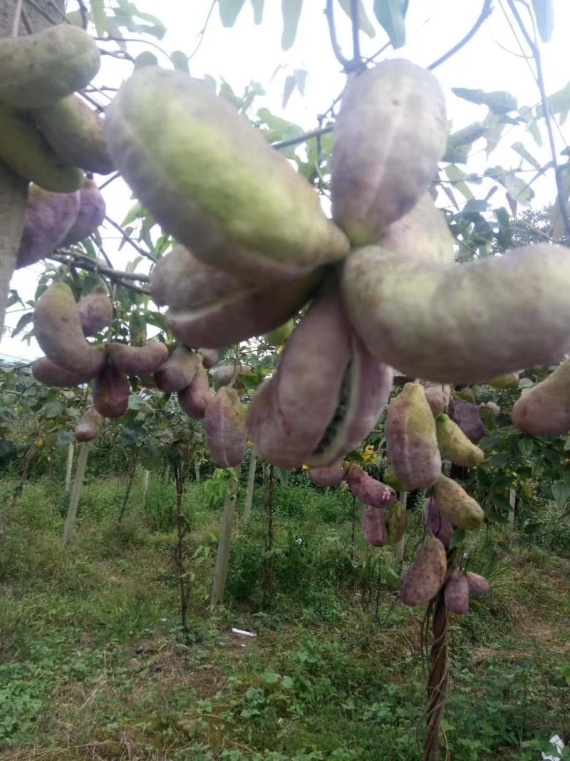 专业搭建黑老虎，八月瓜，水果蔬菜棚架………
