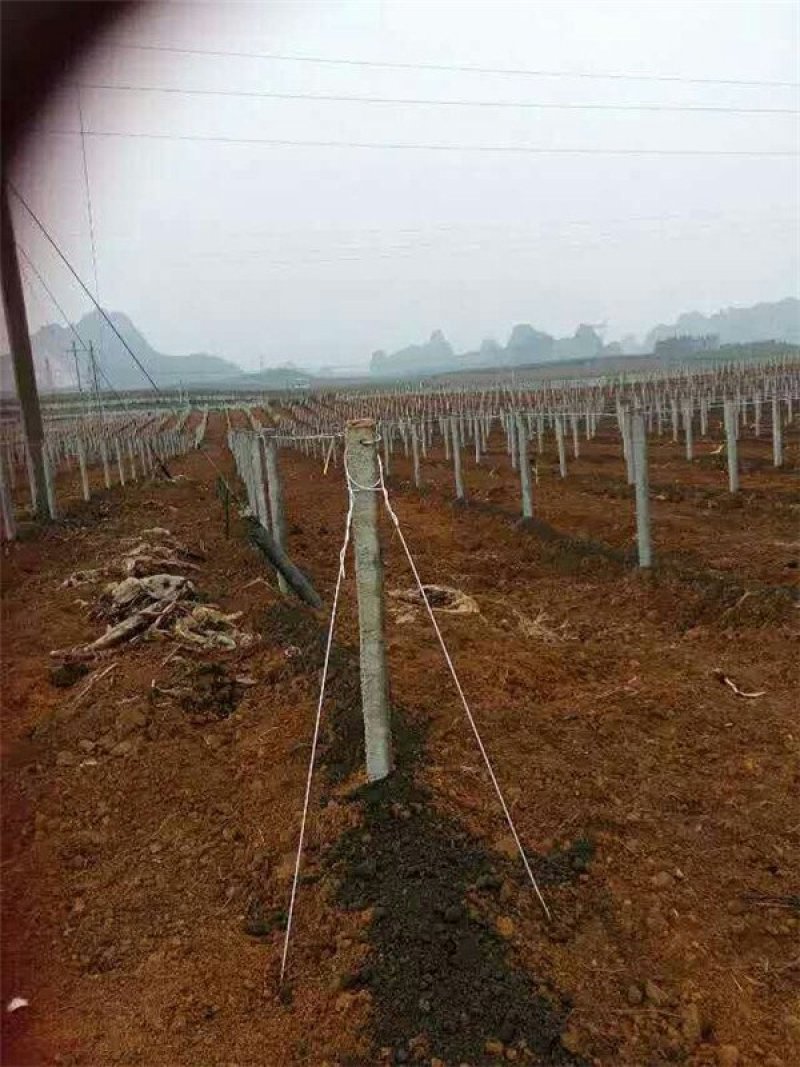专业搭建黑老虎，八月瓜，水果蔬菜棚架………