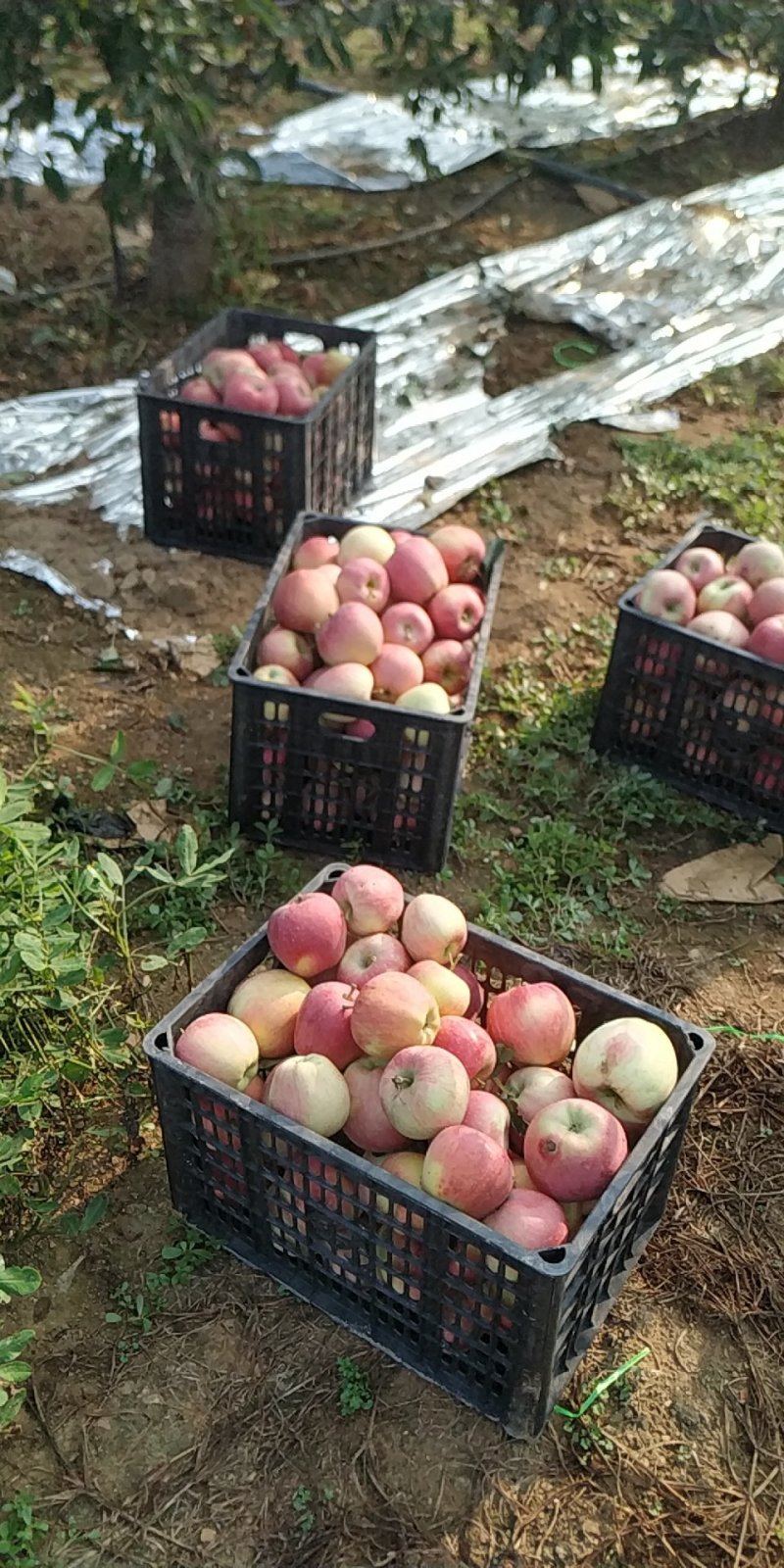 苹果
