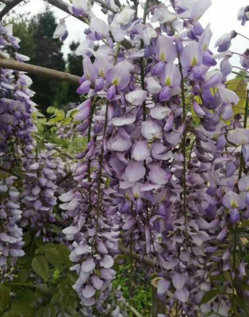 紫藤藤本植物凌霄爬本植物可以看货