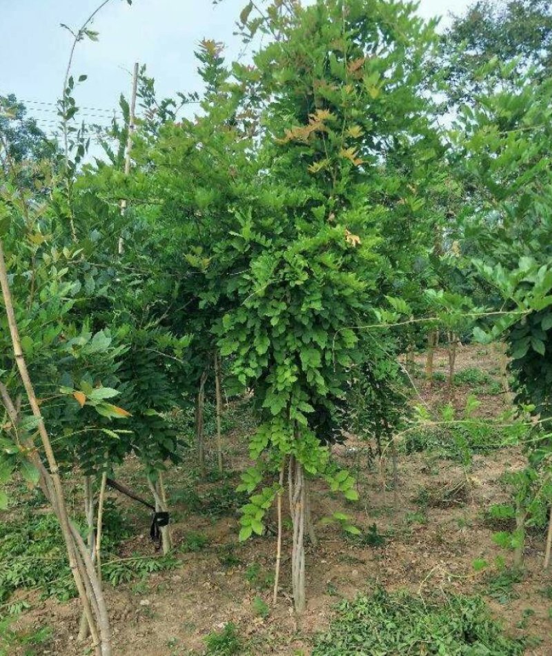 紫藤藤本植物凌霄爬本植物可以看货