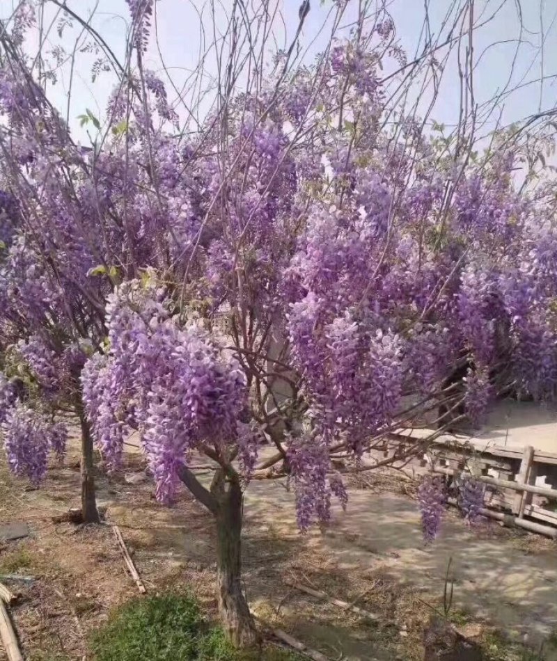 紫藤藤本植物凌霄爬本植物可以看货