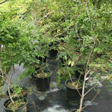 紫藤藤本植物凌霄爬本植物可以看货