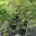 紫藤藤本植物凌霄爬本植物可以看货