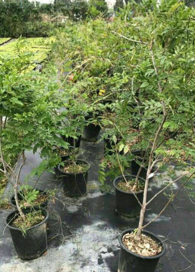 紫藤藤本植物凌霄爬本植物可以看货