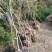 紫藤藤本植物凌霄爬本植物可以看货