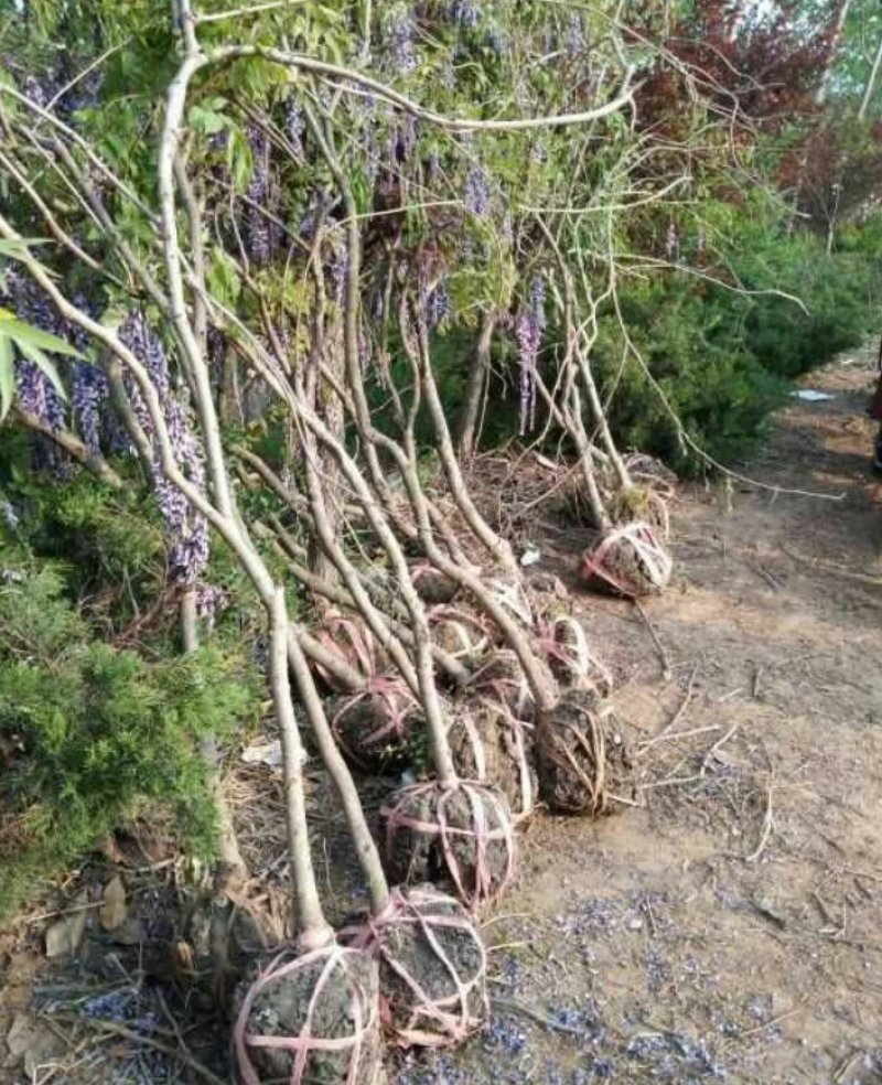 紫藤藤本植物凌霄爬本植物可以看货