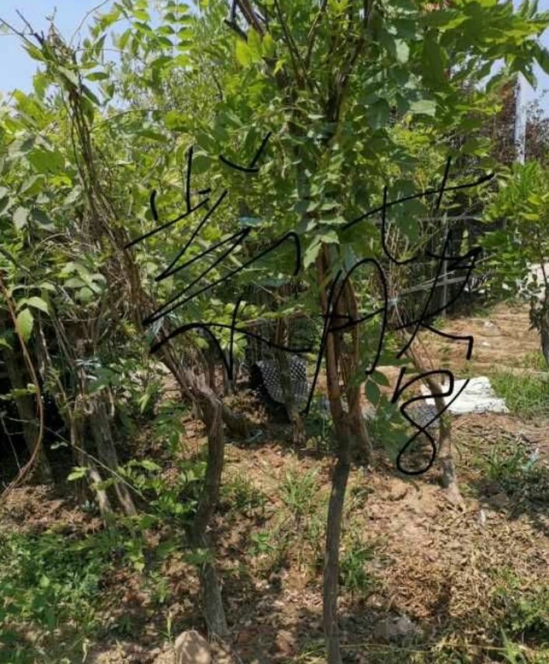 紫藤藤本植物凌霄爬本植物可以看货