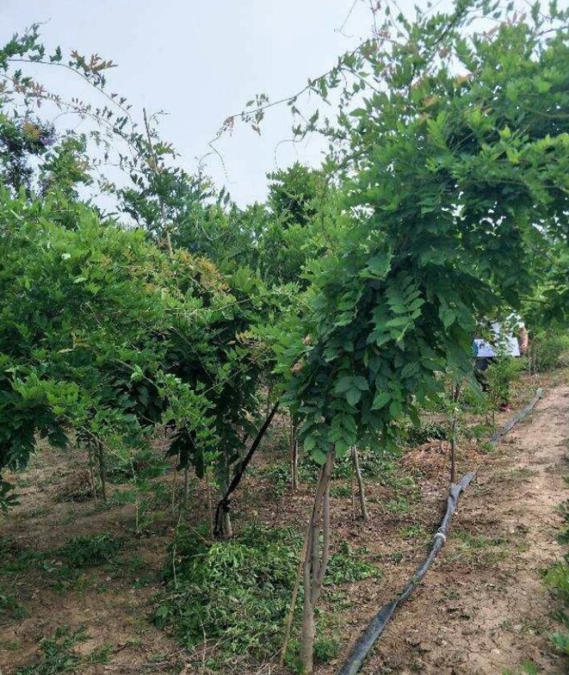 紫藤藤本植物凌霄爬本植物可以看货