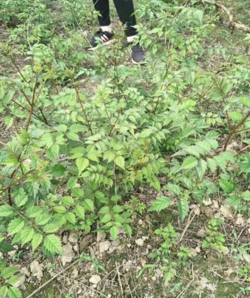 凌霄凌霄杯苗80---2米高产地直销