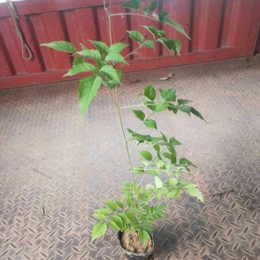 凌霄凌霄杯苗80---2米高产地直销