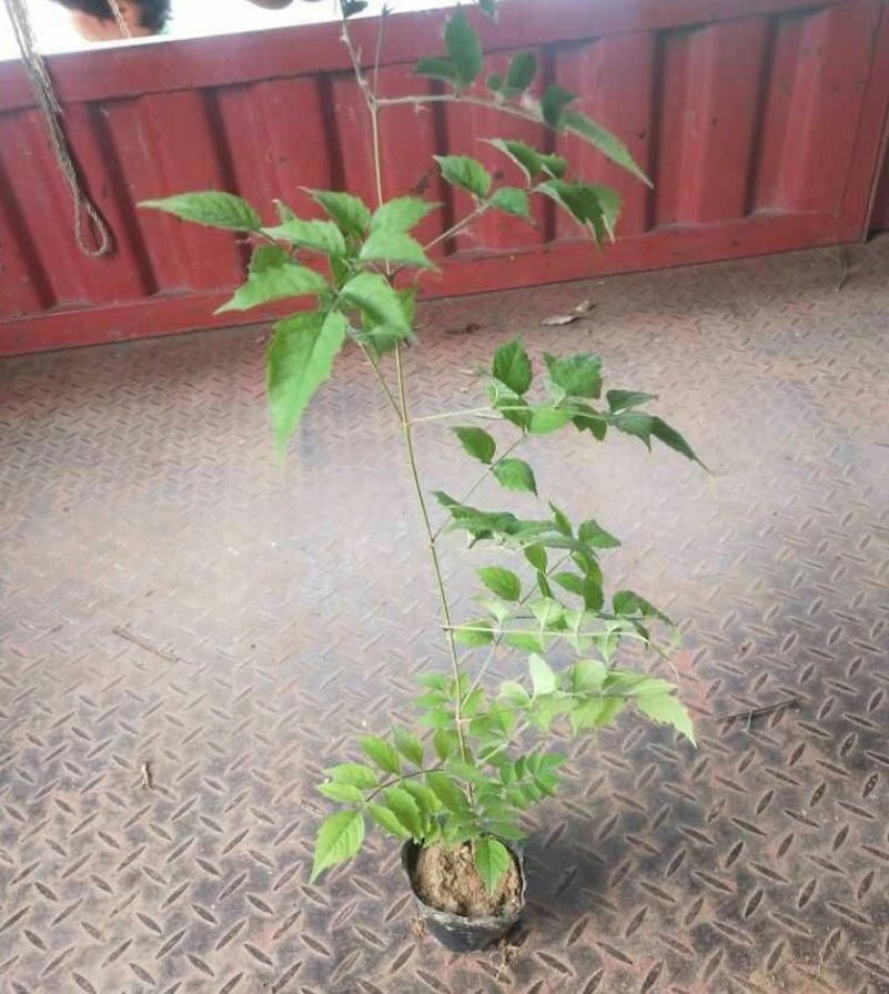 凌霄凌霄杯苗80---2米高产地直销