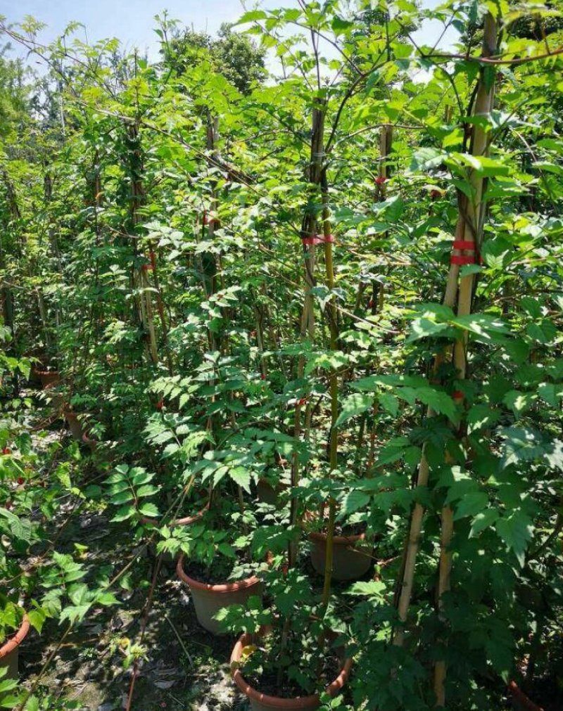 凌霄凌霄杯苗80---2米高产地直销
