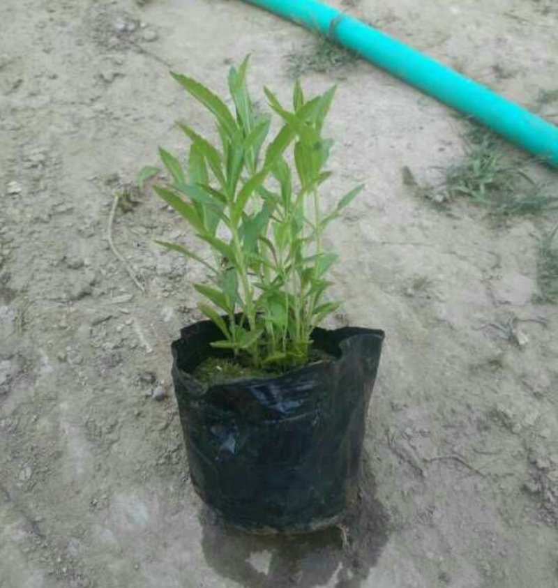 福禄考杯苗丛生福禄考20--50公分高
