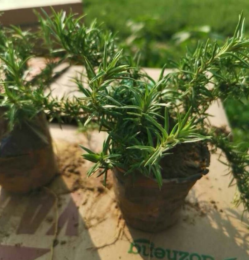 福禄考杯苗丛生福禄考20--50公分高