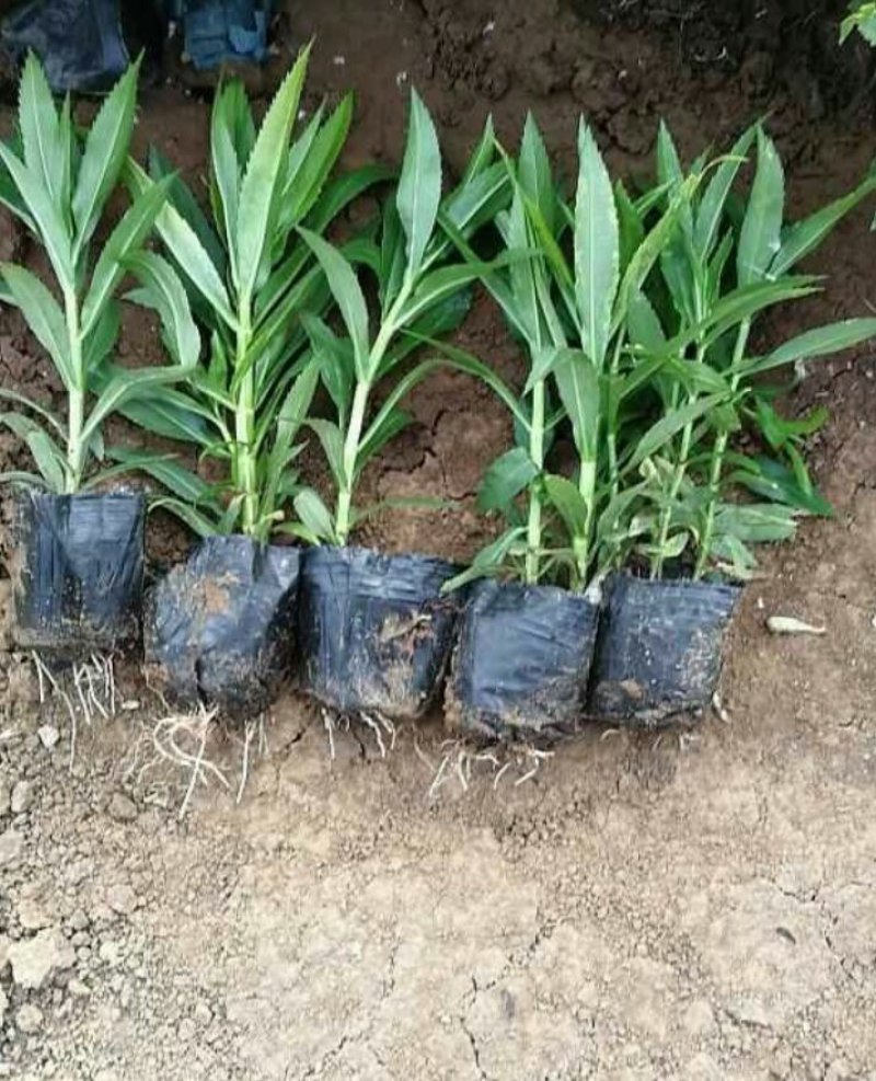 假龙头杯苗福禄考杯苗3--5芽产地直销