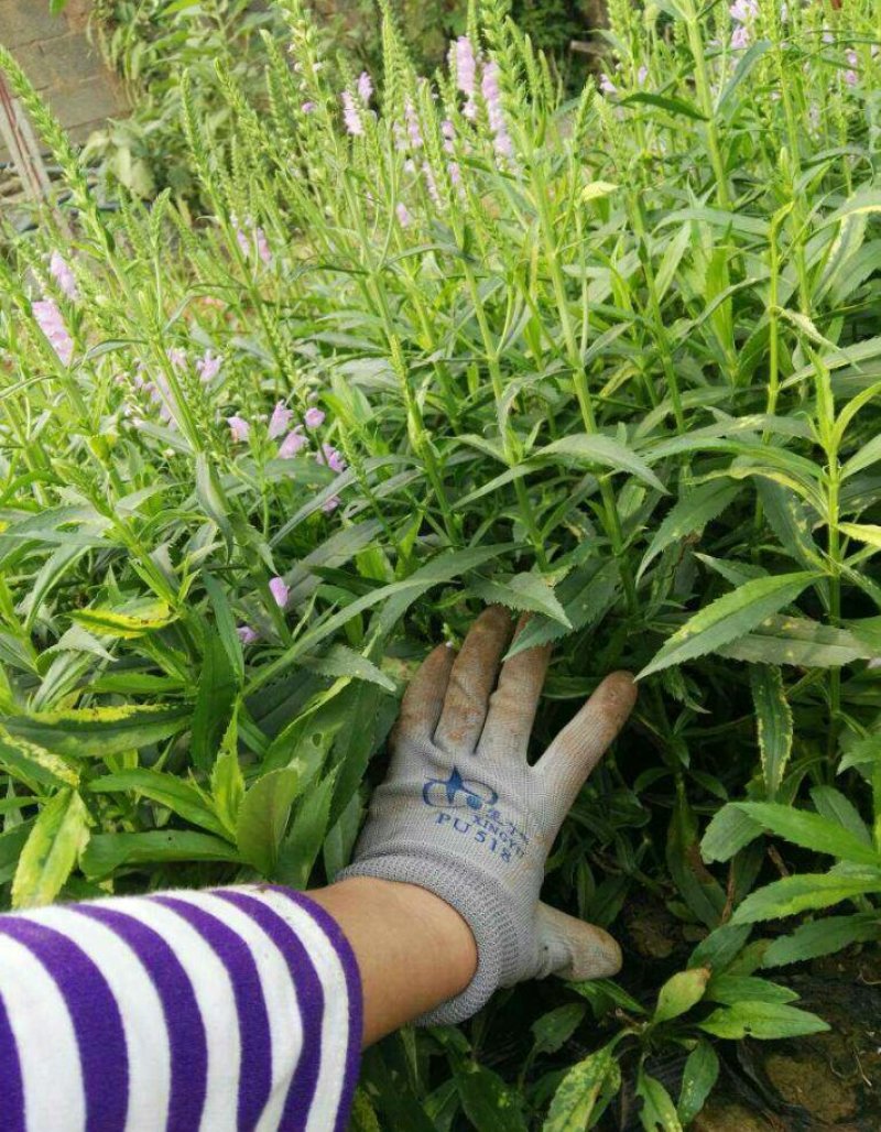 假龙头杯苗福禄考杯苗3--5芽产地直销