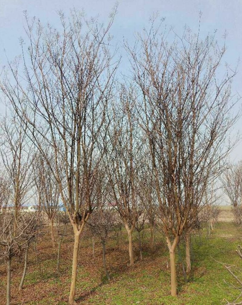 紫薇丛生紫薇大卜紫薇产地直销可以看货