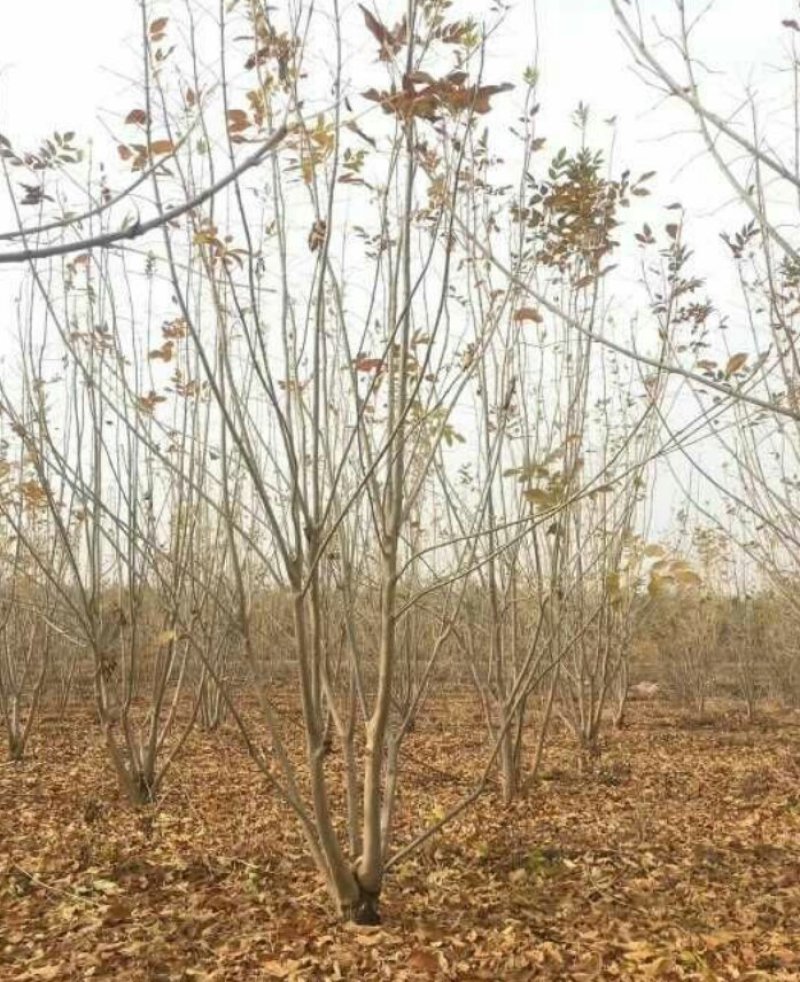 丛生白蜡3--8分枝产地直销大量可以看货